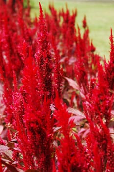 Close up of red flowers in the garden