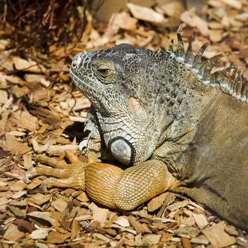 Green iguana sun bathing on the forest floor