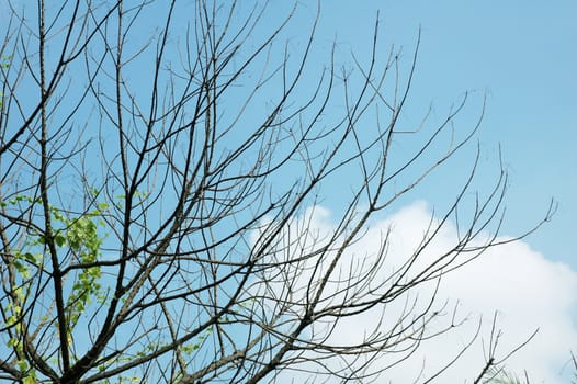 Bare tree branches against clear blue sky in autumn