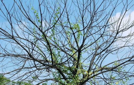 Bare tree branches against clear blue sky in autumn