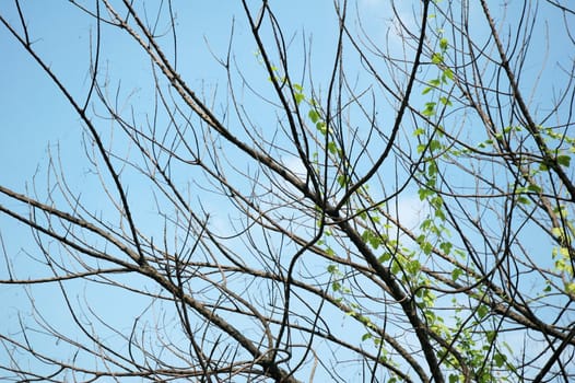 Bare tree branches against clear blue sky in autumn