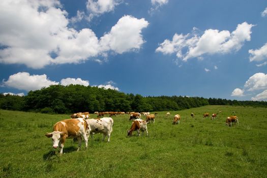 cows on green summer meadow and beautiful blue sky 