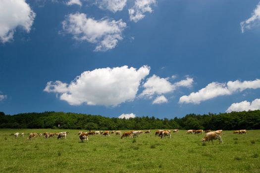 cows on green summer meadow and beautiful blue sky 