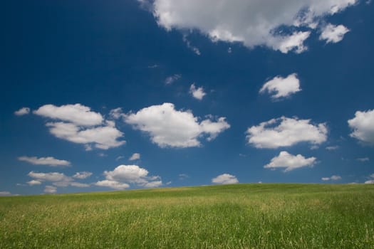 Green field and blue sky with cumulus clouds