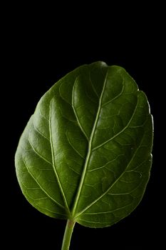 Isolated rose flower leaf on black background