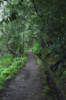 Levada walk in Madeira island