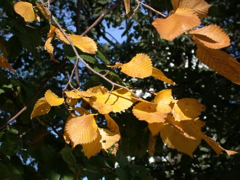The autumn, leafs, season