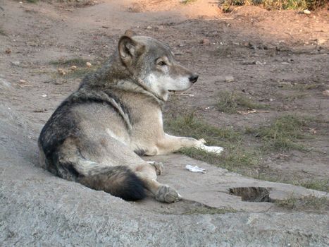 The wolf in zoo. nature