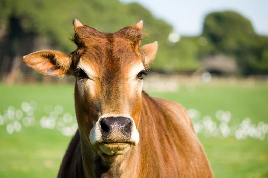 portrait of a young zebu cow