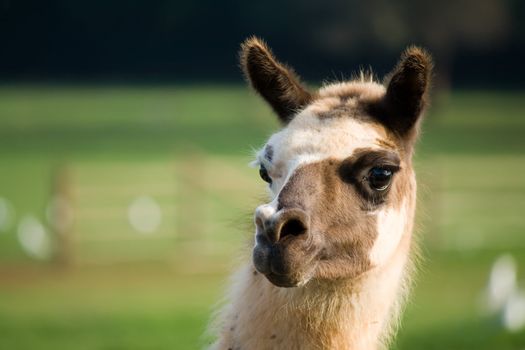 portrait of a lama