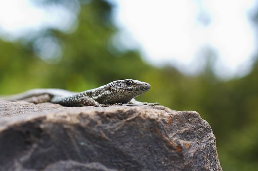 Small lizard resting on the stone wall