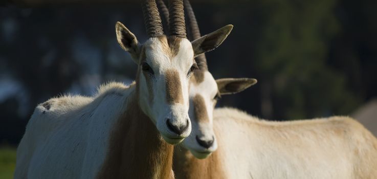 Scimitar-Horned Oryx antelopes