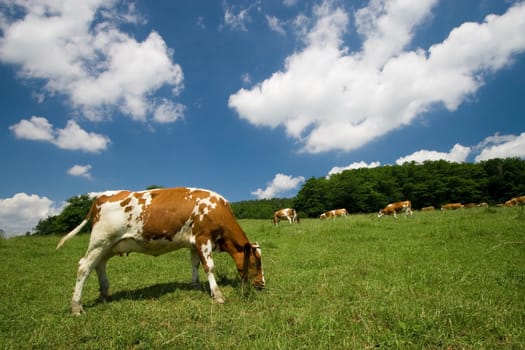 cows on green summer meadow and beautiful blue sky 