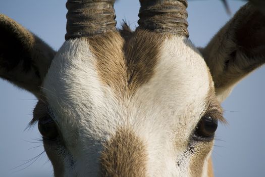 Close up of a Scimitar-Horned Oryx antelope