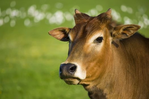 portrait of a young zebu cow