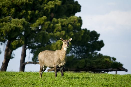 Nilgai antelope on a meadow with trees in background