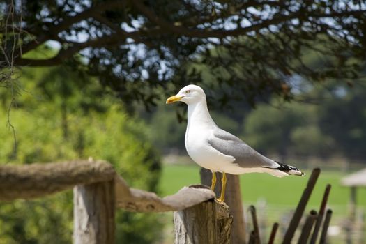 seagull standing on a wooden fence