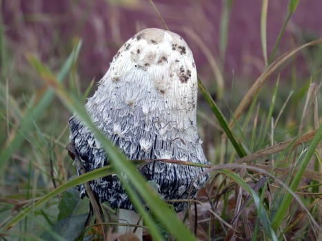 The mushrooms, macro, nature