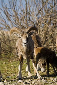 mouflon looking at camera