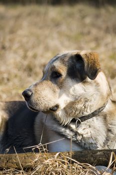 beautiful mixed breed dog (siberian husky/golden retriever) lying in grass