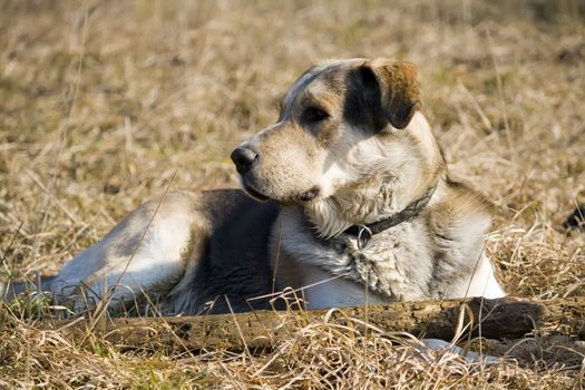beautiful mixed breed dog (siberian husky/golden retriever) lying in grass