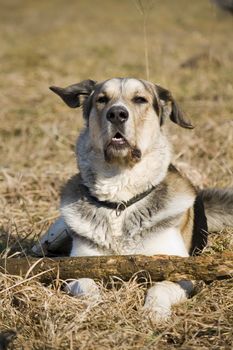 beautiful mixed breed dog (siberian husky/golden retriever) lying in grass