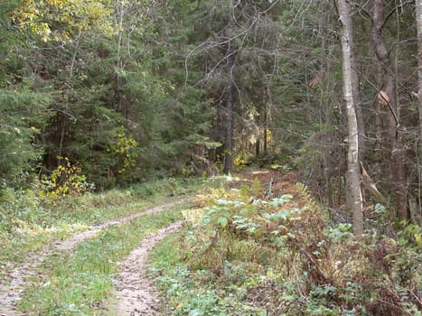 The road in forest, Russia