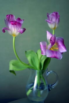 Bouquet of tulips in a vase
