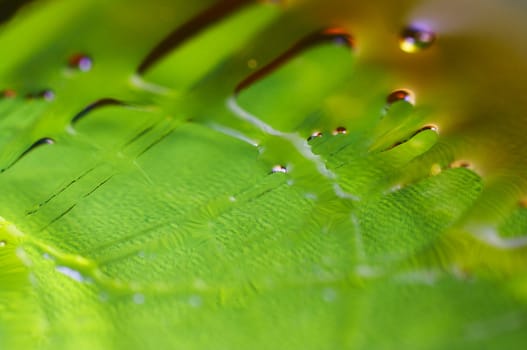 Abstract macro background