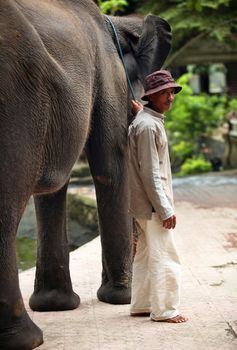 The big elephant and man. Bali zoo. Indonesia