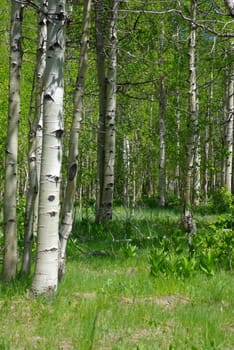 Aspen trees with spring growth at the edge of a meadow.