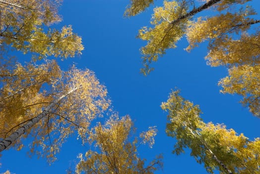 photo of the yellow foliage in autumn wood