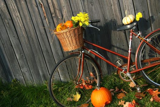 Old bicycle with pumpkins against barn wall