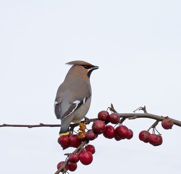 Waxwing and berries
