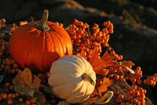 Rich colors of a fall harvest at sunset