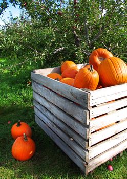 pumpkins in a apple orchard for sale
