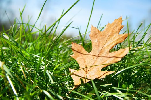 Oak leaf in the grass