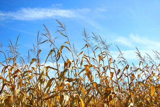Autumn corn against a blue sky