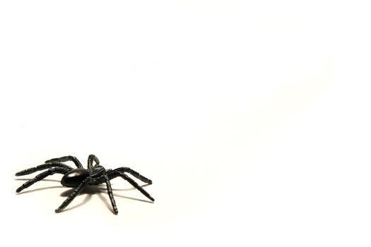 Halloween spiders on white background
