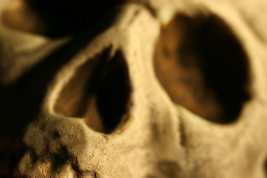 Closeup of skull