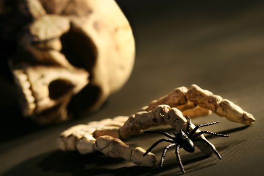 Skull and hand bone with spider