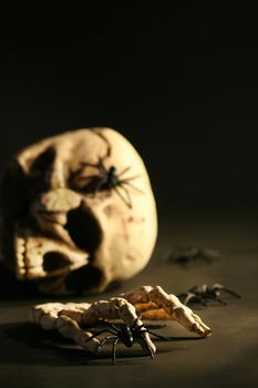 Scary skull and black spiders