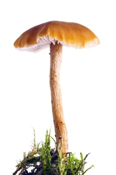 mushroom  isolated