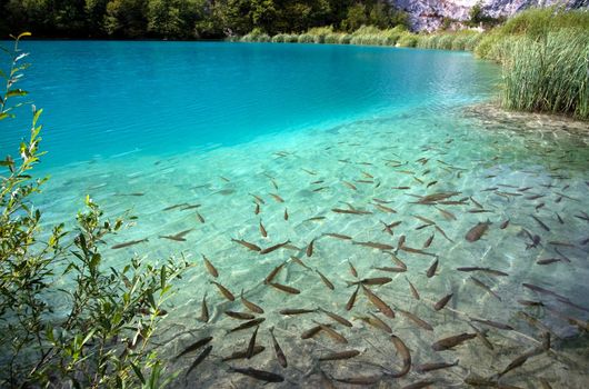 Lake full of fishes in Plitvice Lakes National Park