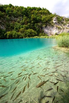 Lake full of fishes in Plitvice Lakes National Park