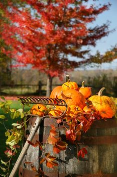 Autumns colorful harvest with beautiful red maple tree in background
