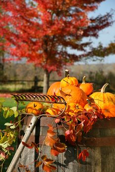 Colorful pumpkins and gourds on wine barrel with red maple tree in background