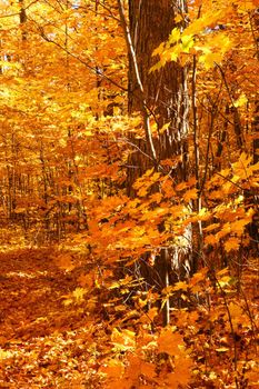 Golden maple trees  on an beautiful October day