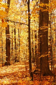 Forest of gold maple trees in full color