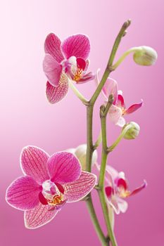 Red orchid flower over a pink background